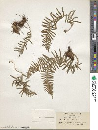 Polypodium fauriei image