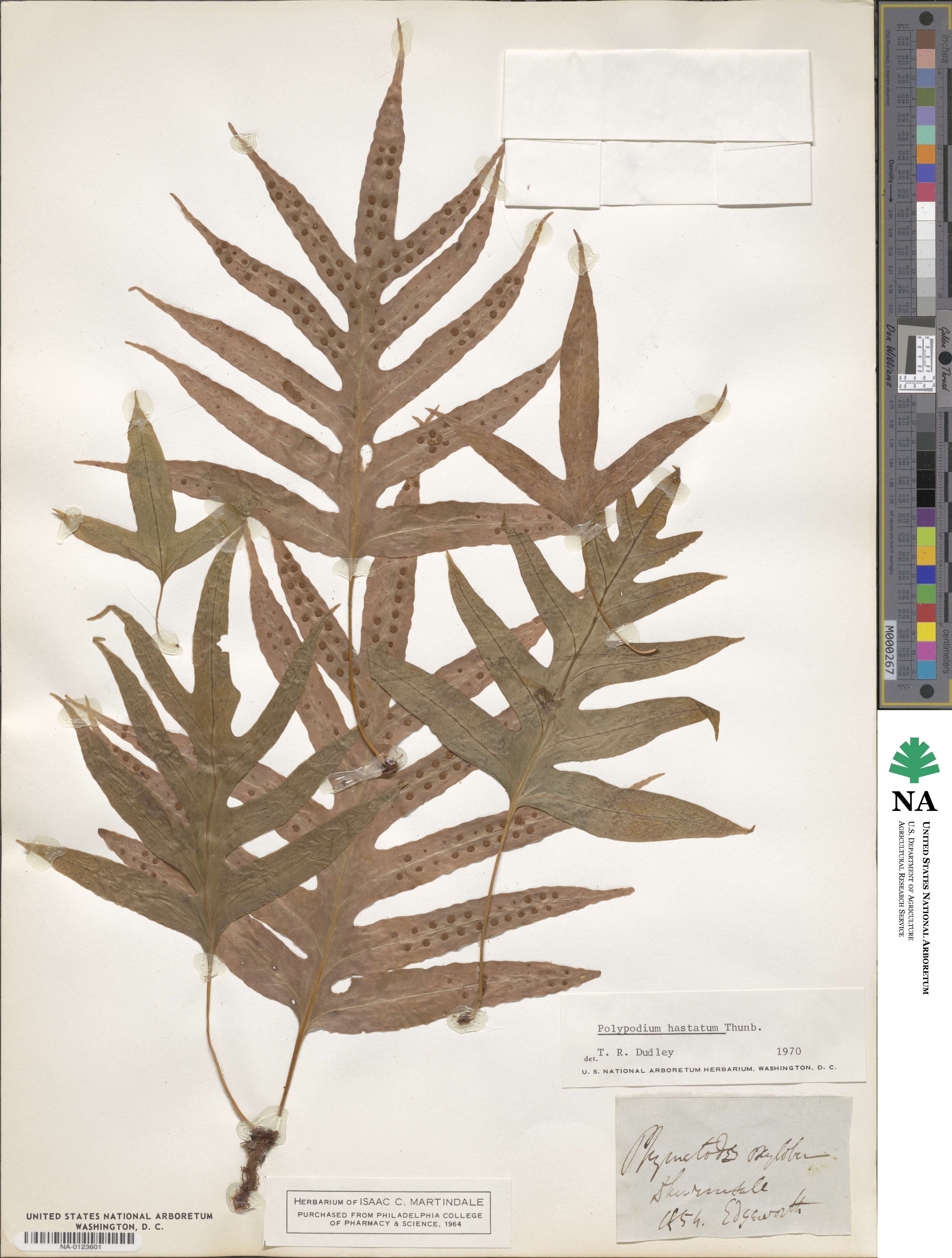 Polypodium hastatum image