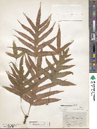 Image of Polypodium hastatum