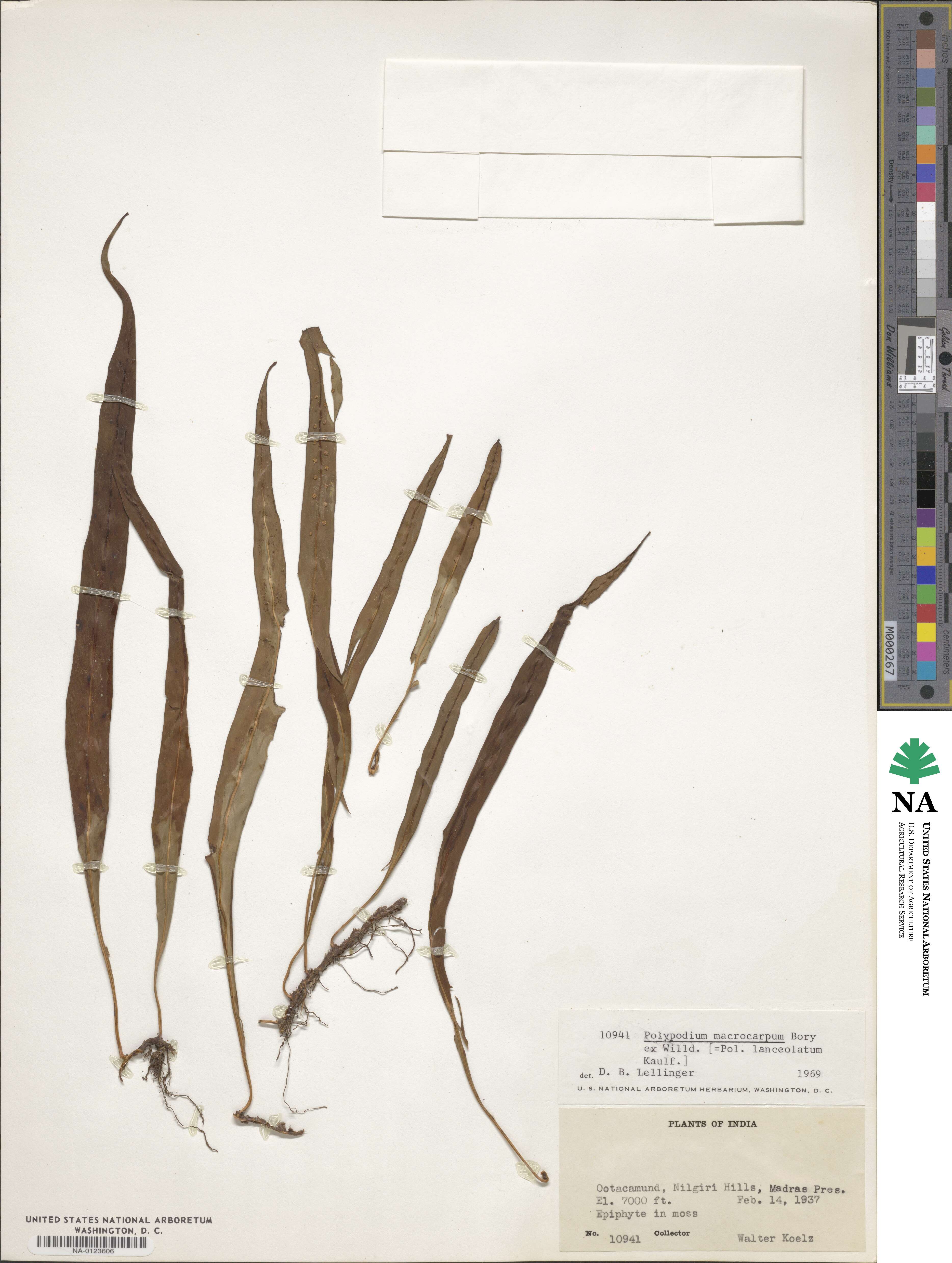 Polypodium macrocarpum image