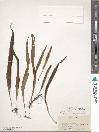 Image of Polypodium macrocarpum