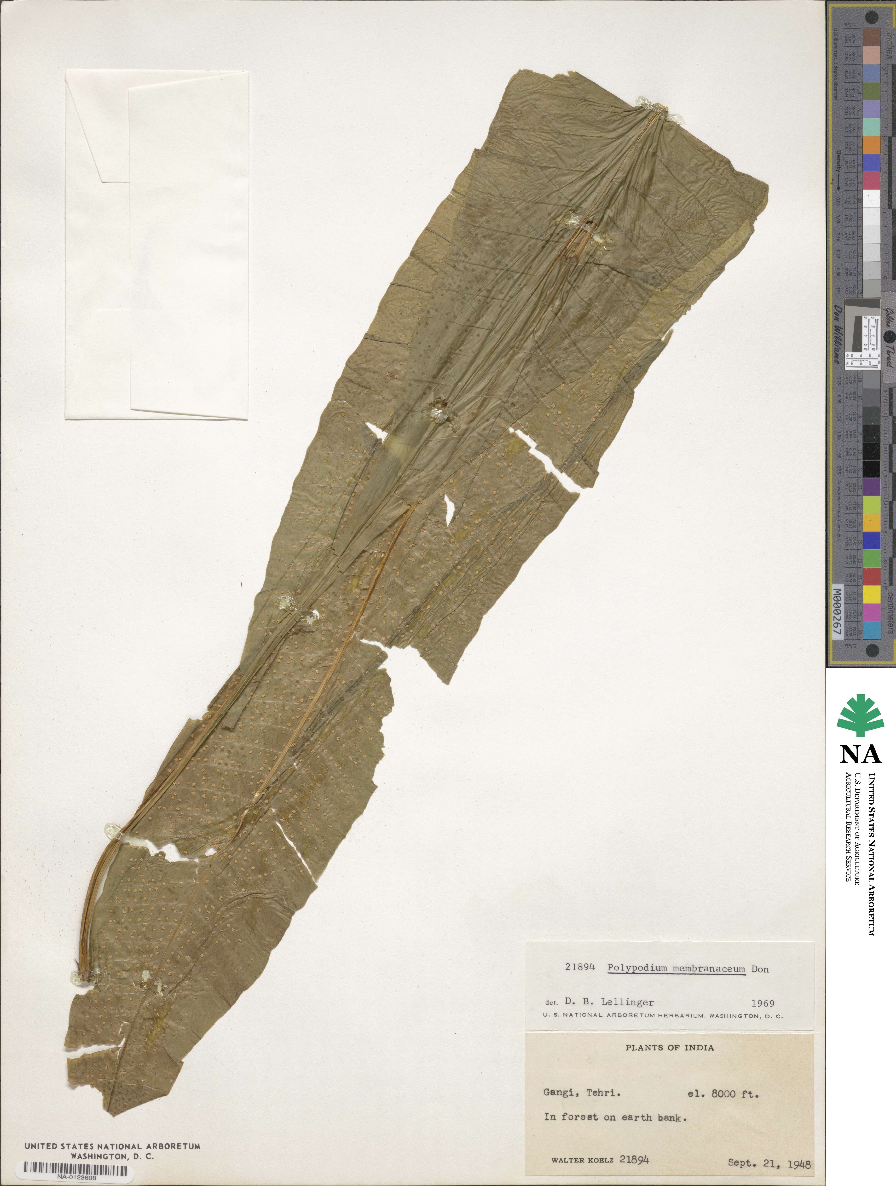 Polypodium membranaceum image