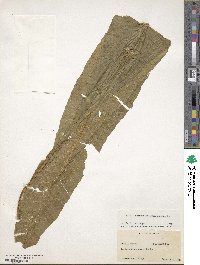 Image of Polypodium membranaceum