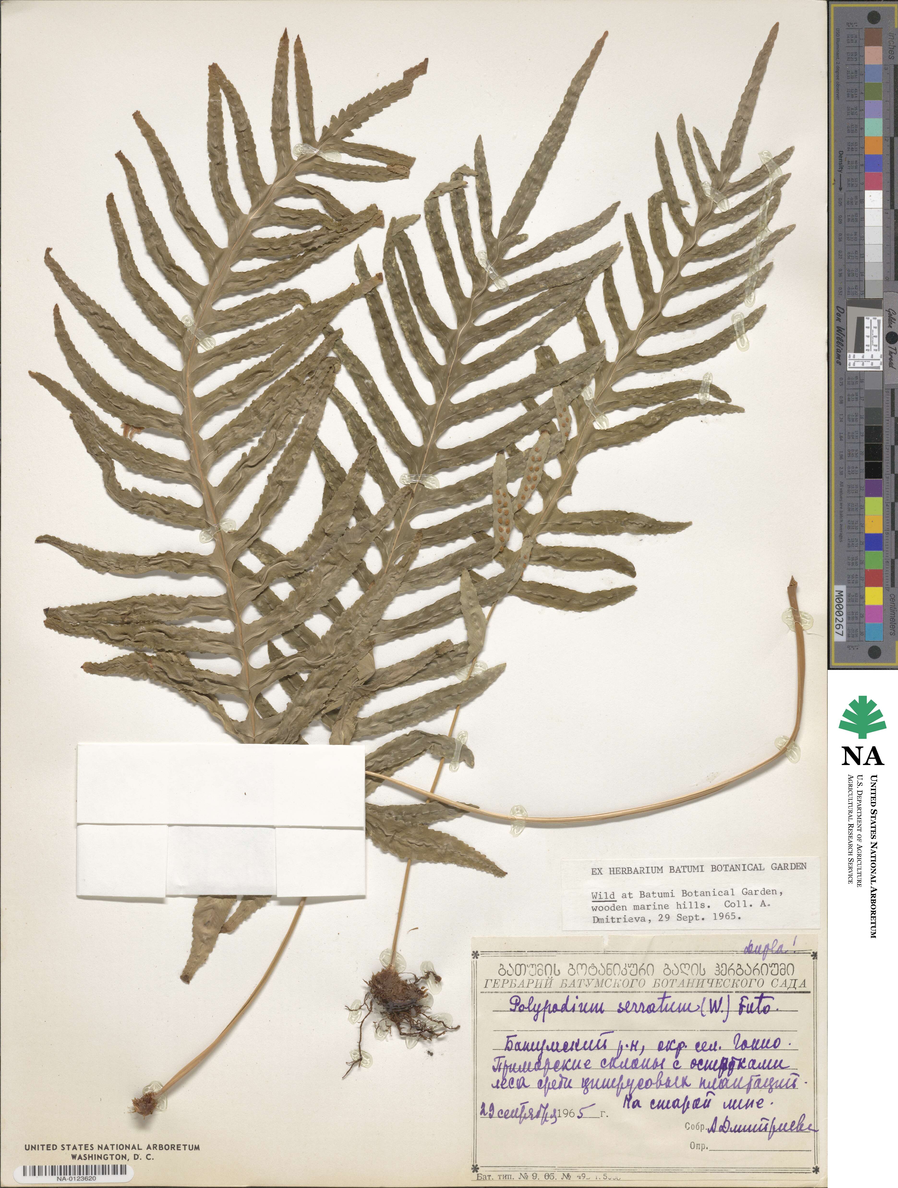 Polypodium serratum image