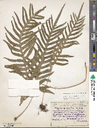 Polypodium serratum image