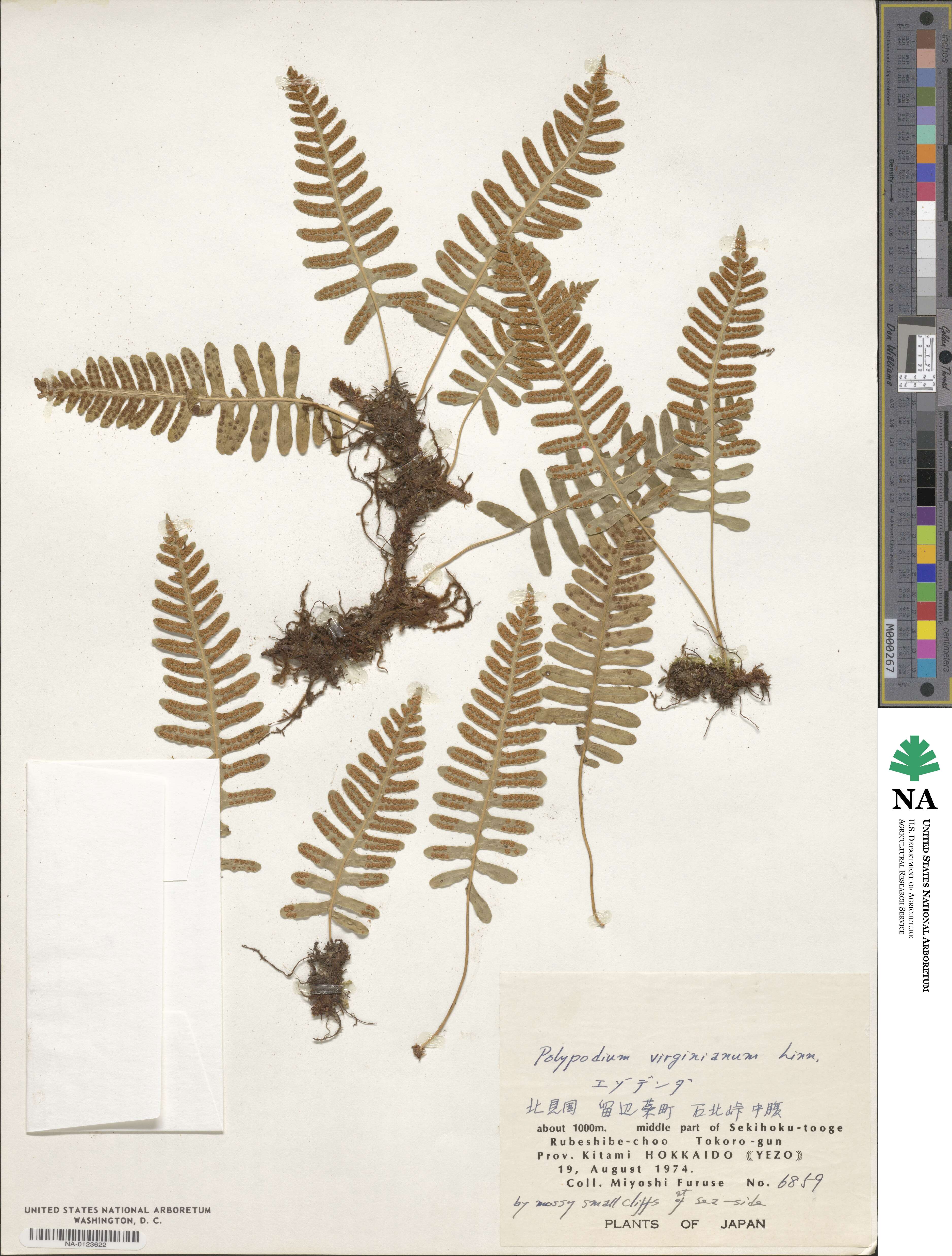 Polypodium virginianum image