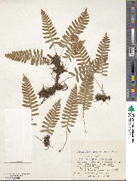 Polypodium virginianum image