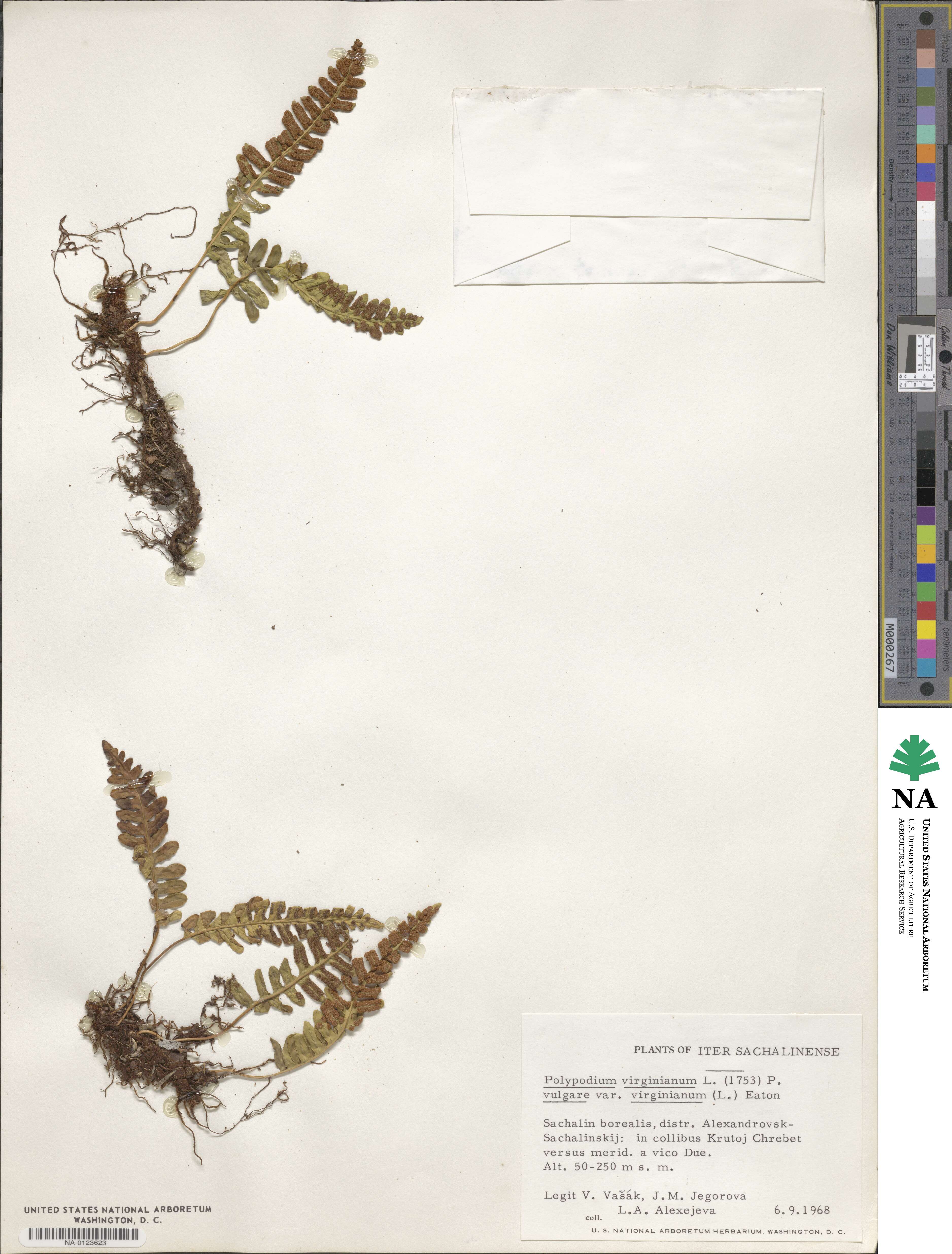 Polypodium virginianum image