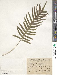 Polypodium vulgare image