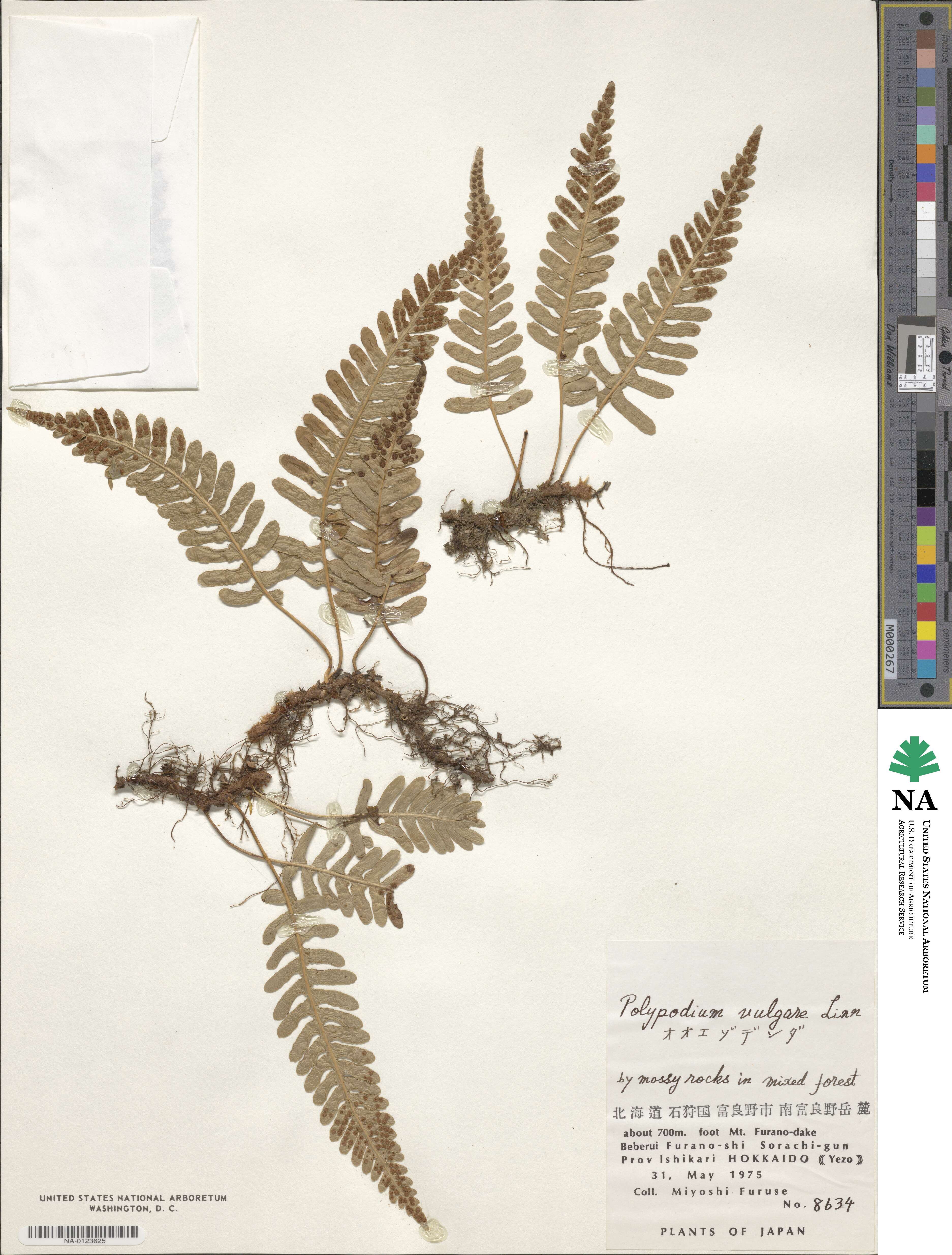 Polypodium vulgare image