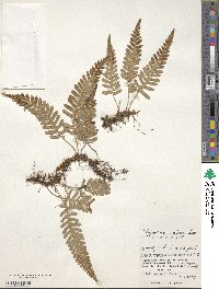 Polypodium vulgare image