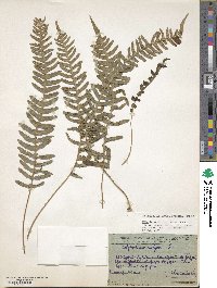 Polypodium vulgare image