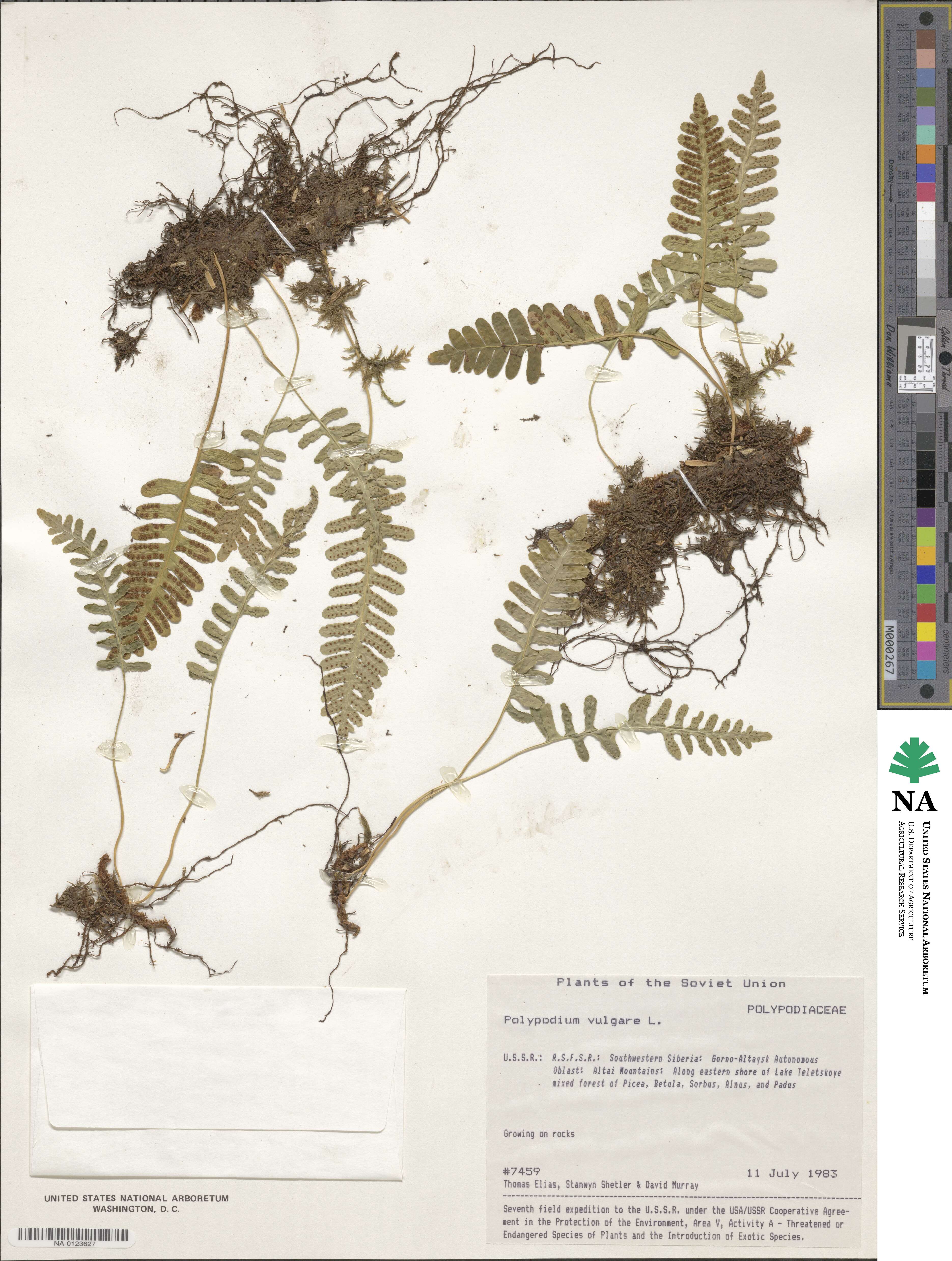 Polypodium vulgare image