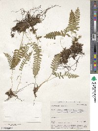 Polypodium vulgare image