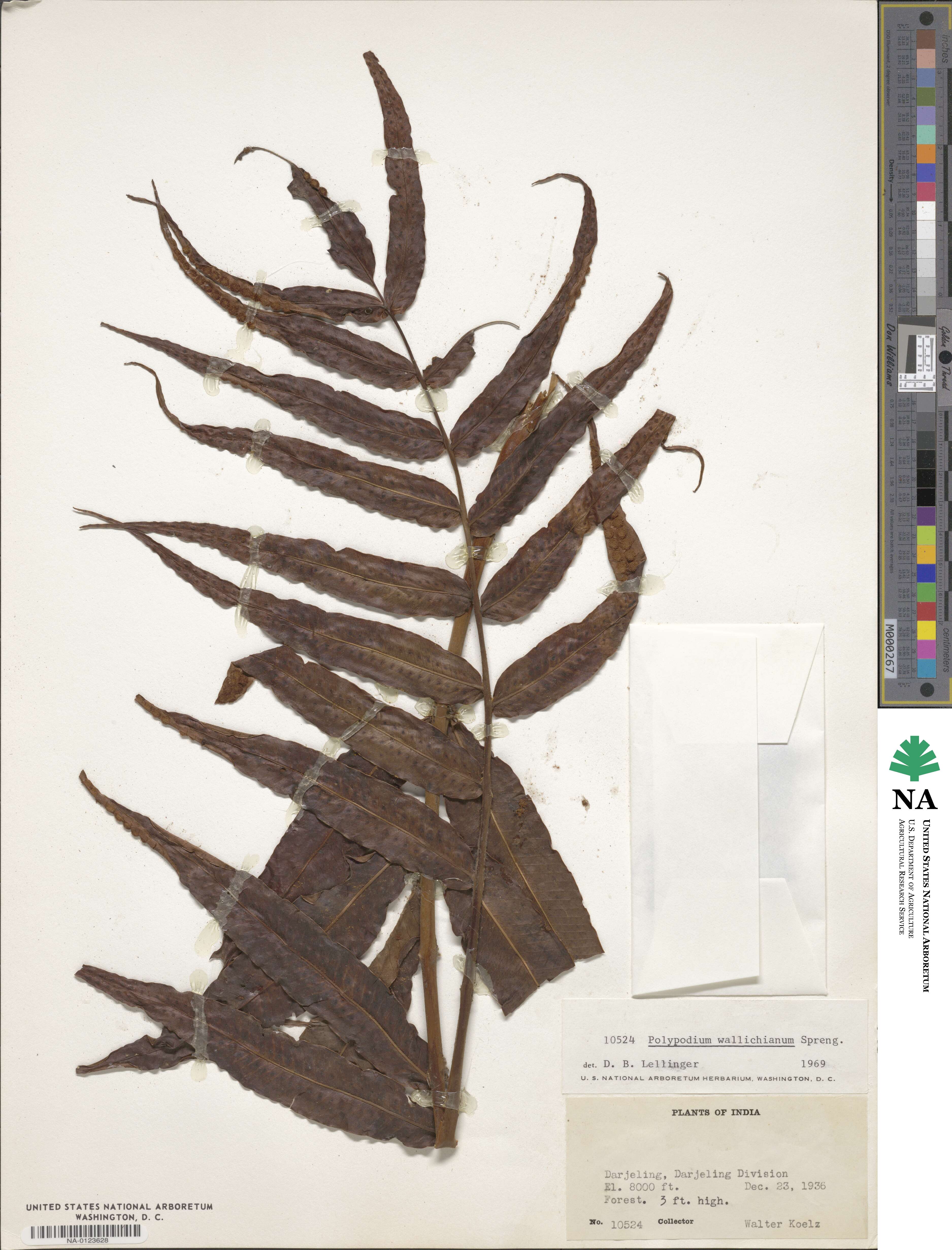 Polypodium wallichianum image