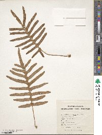 Polypodium australe image