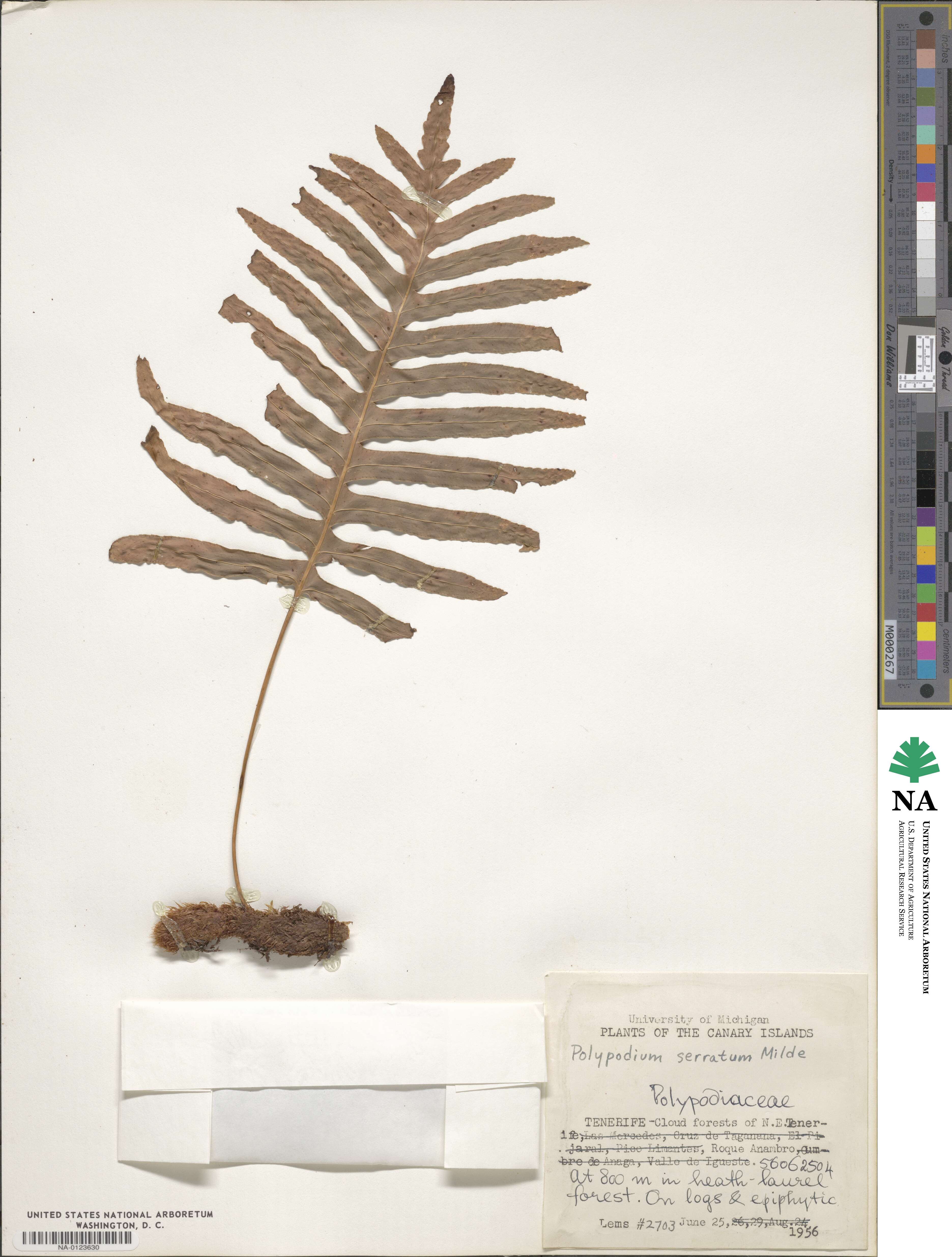 Polypodium serratum image