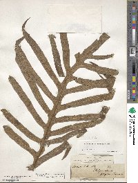 Phymatosorus scolopendria image