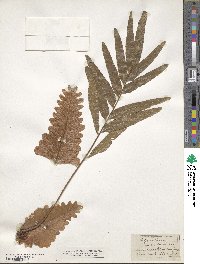 Image of Polypodium hispidulum