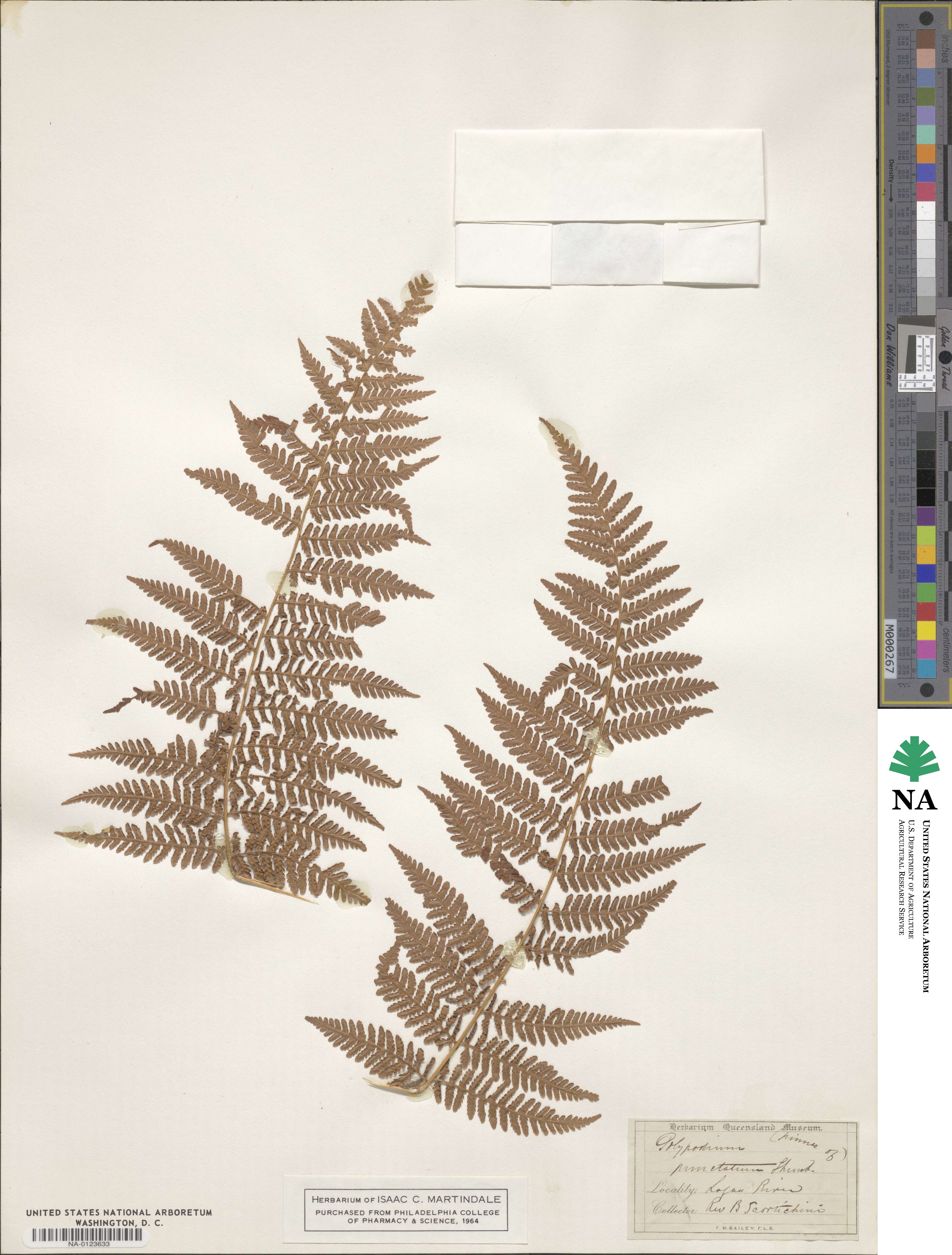 Polypodium punctatum image