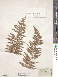 Image of Polypodium punctatum