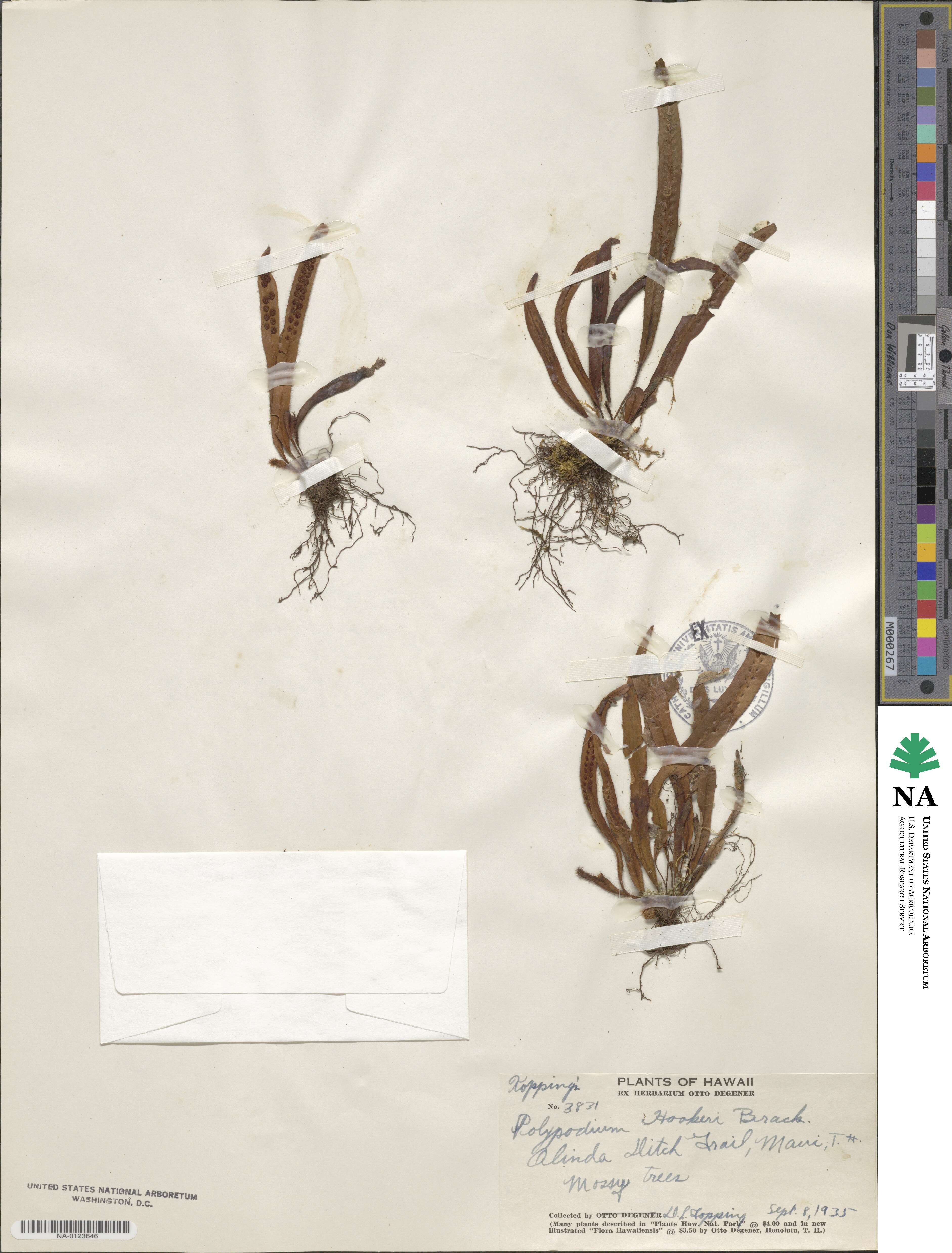 Polypodium hookeri image