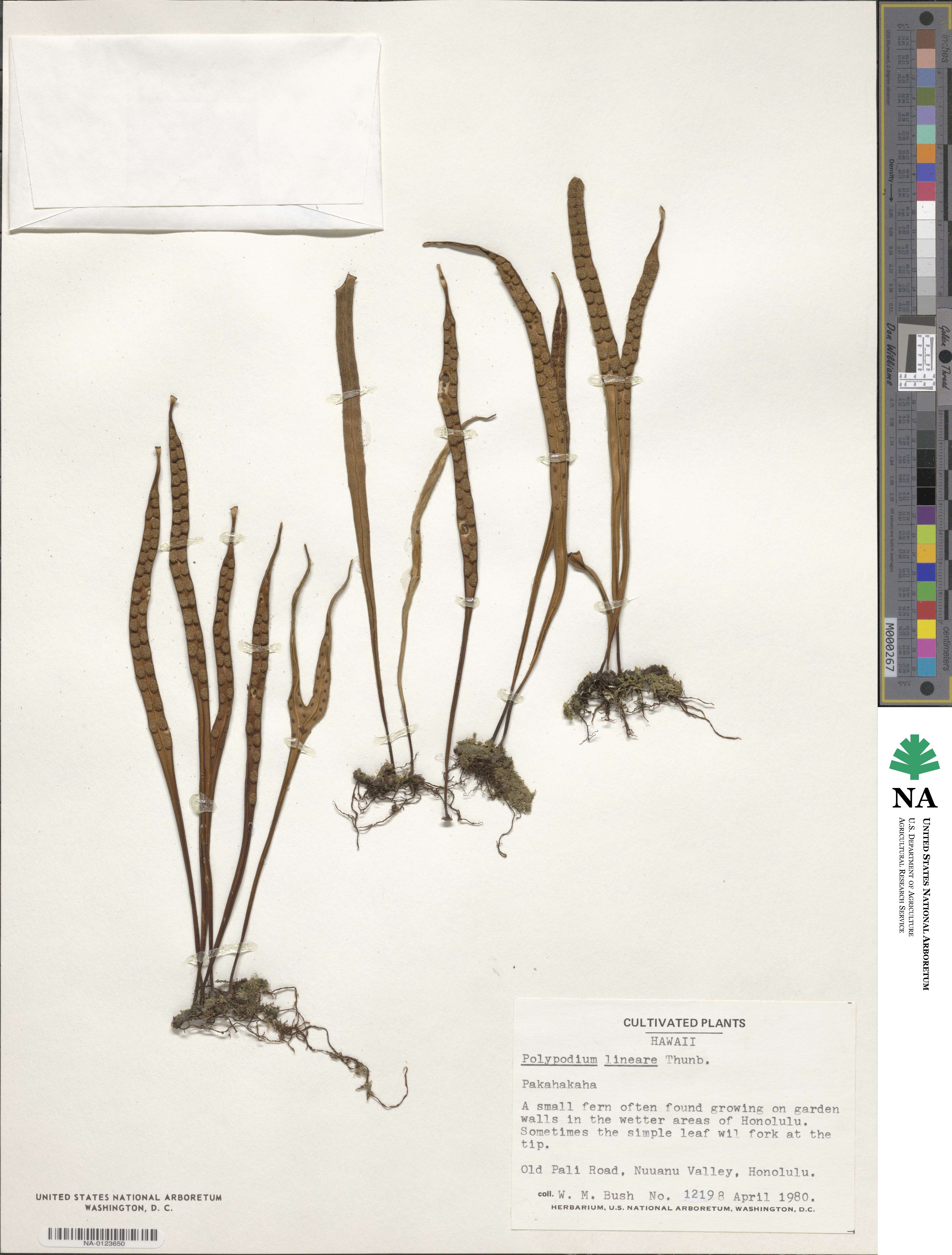 Polypodium lineare image