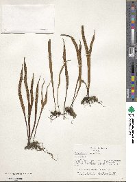 Image of Polypodium lineare