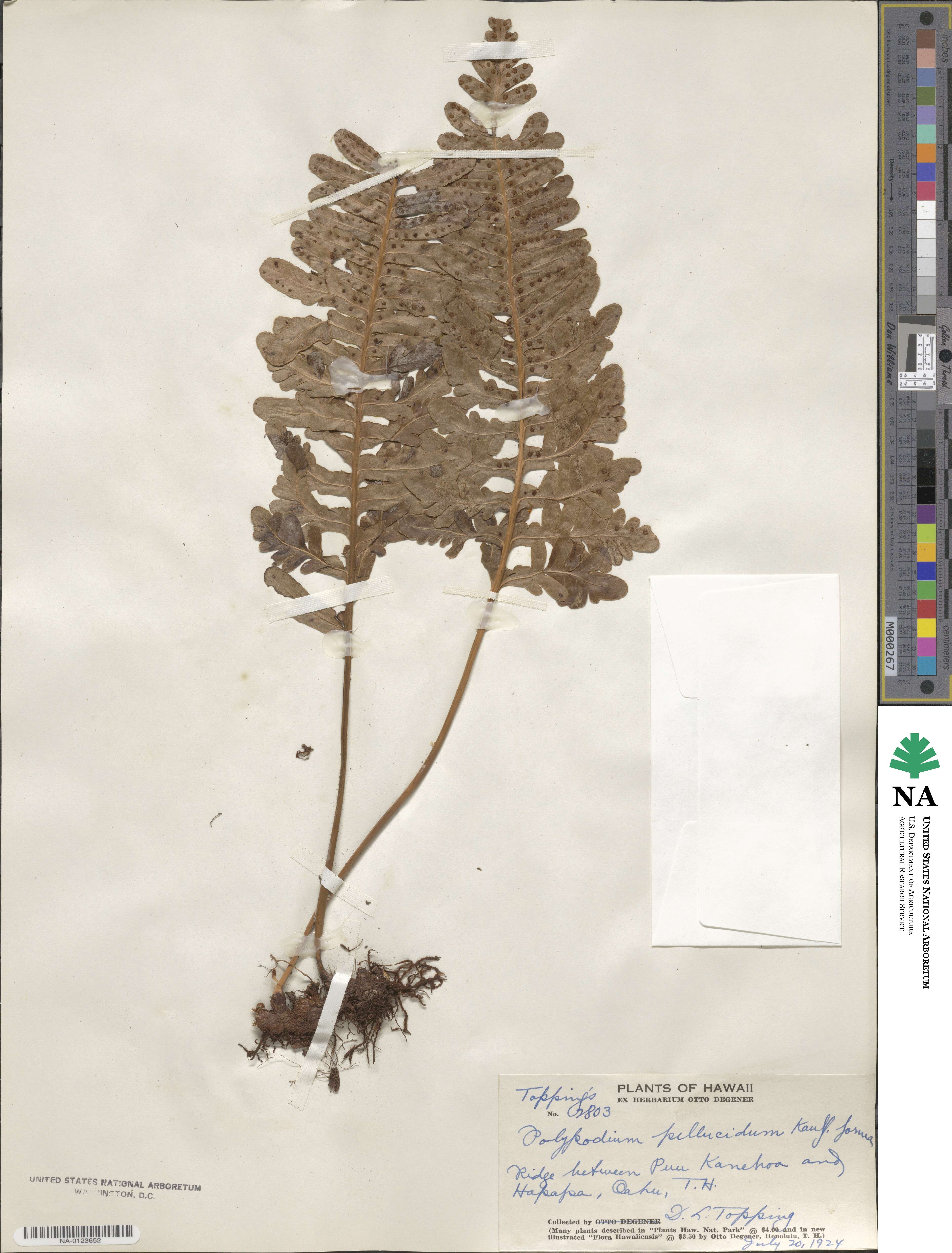 Polypodium pellucidum image