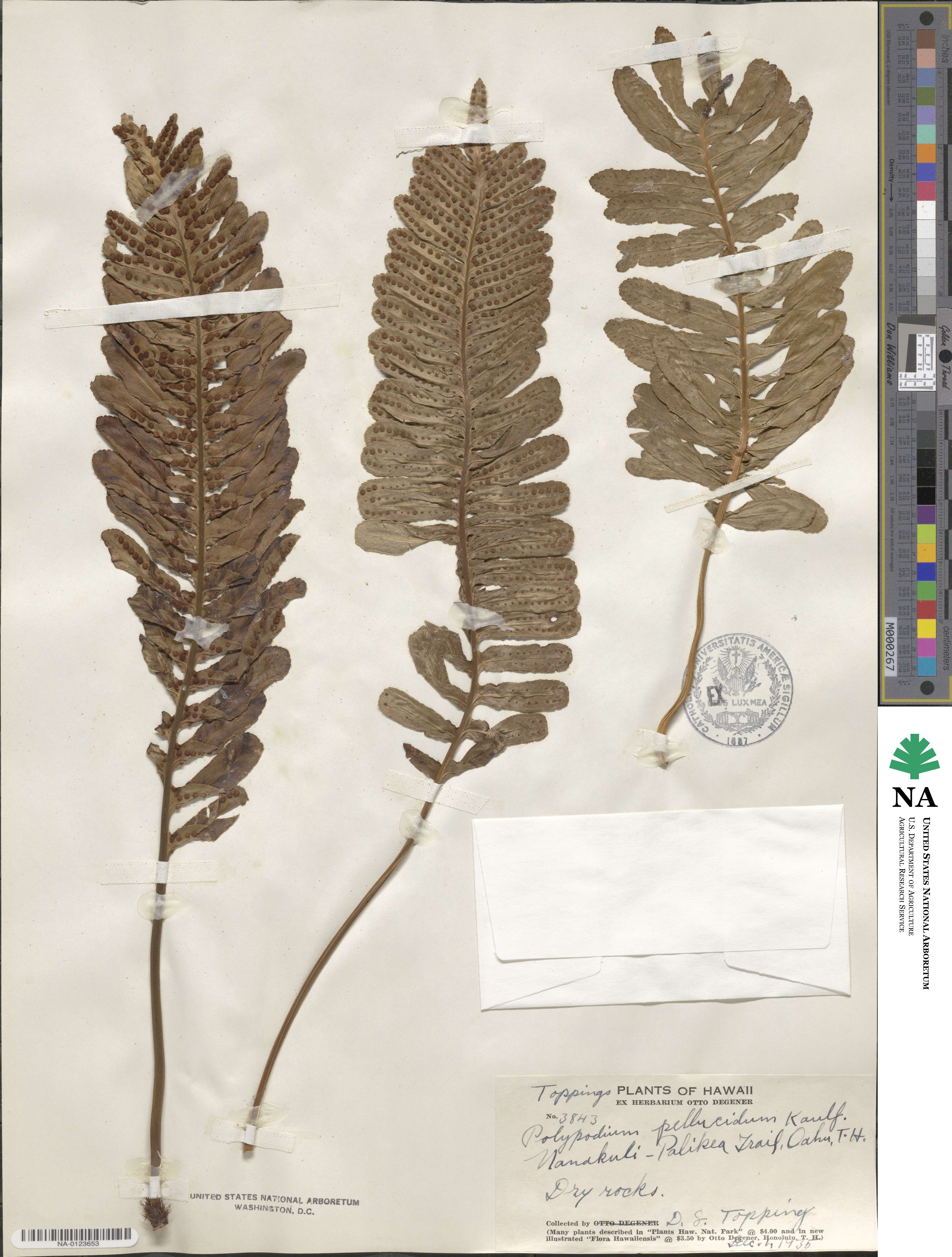 Polypodium pellucidum image