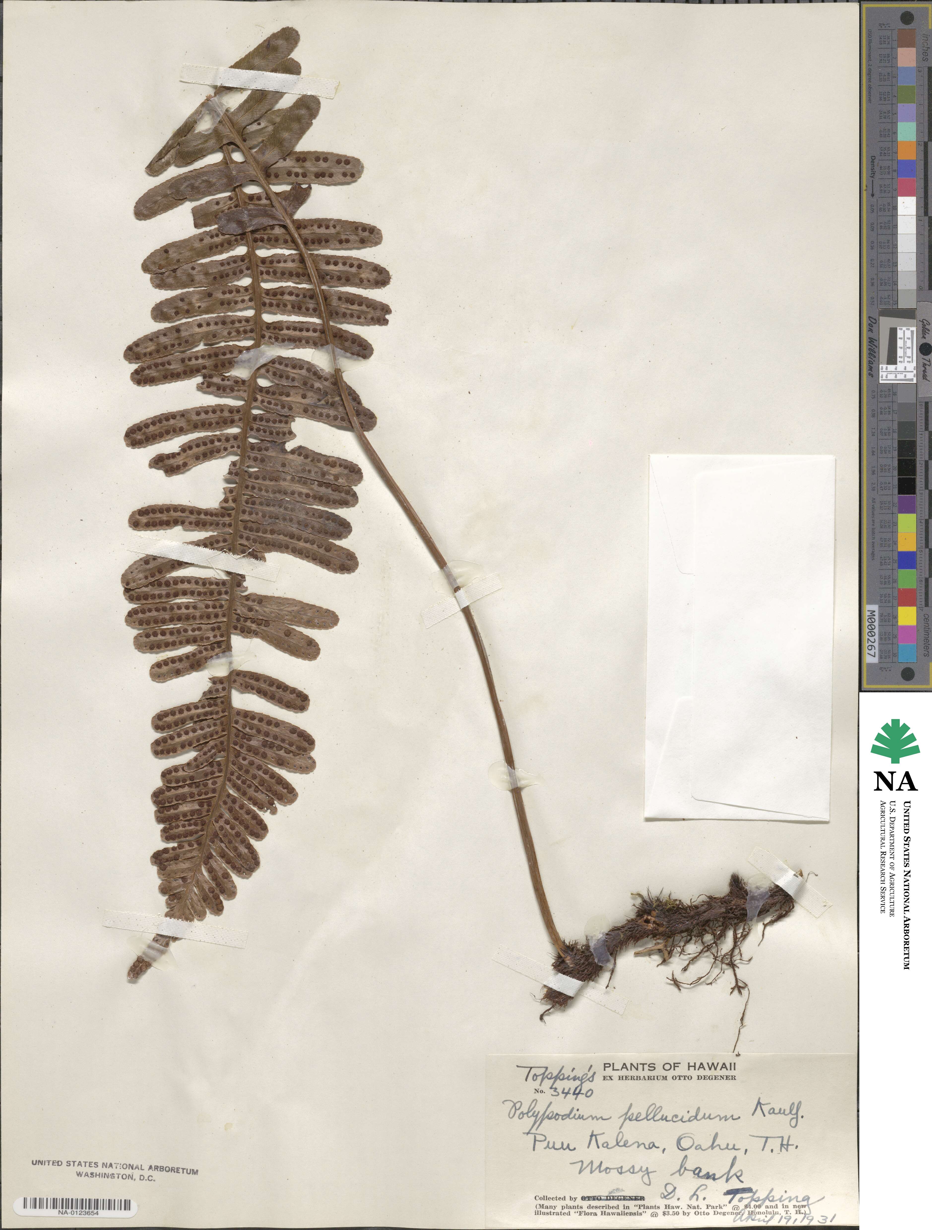 Polypodium pellucidum image