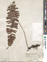 Polypodium pellucidum image