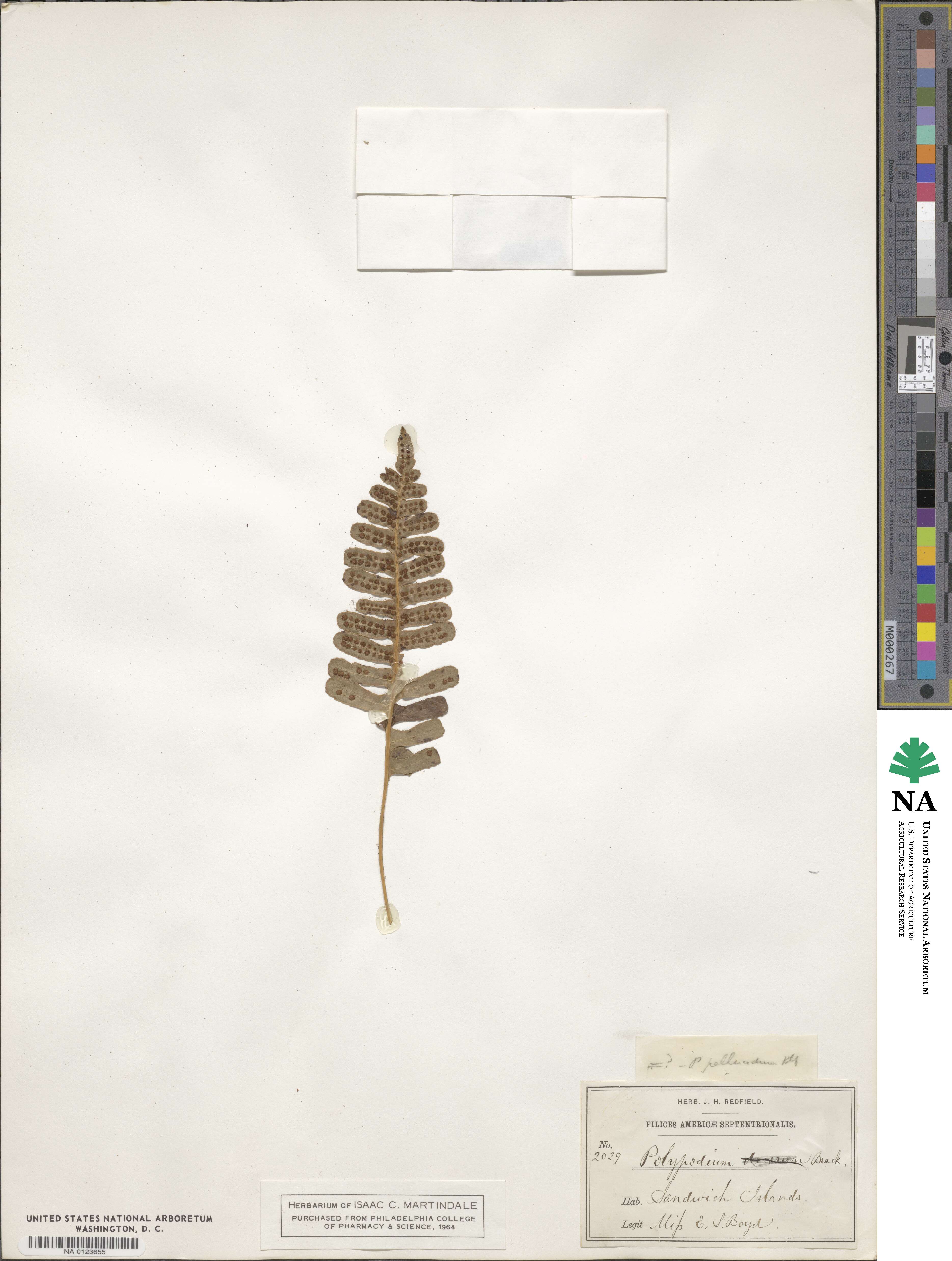 Polypodium pellucidum image