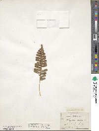 Polypodium pellucidum image