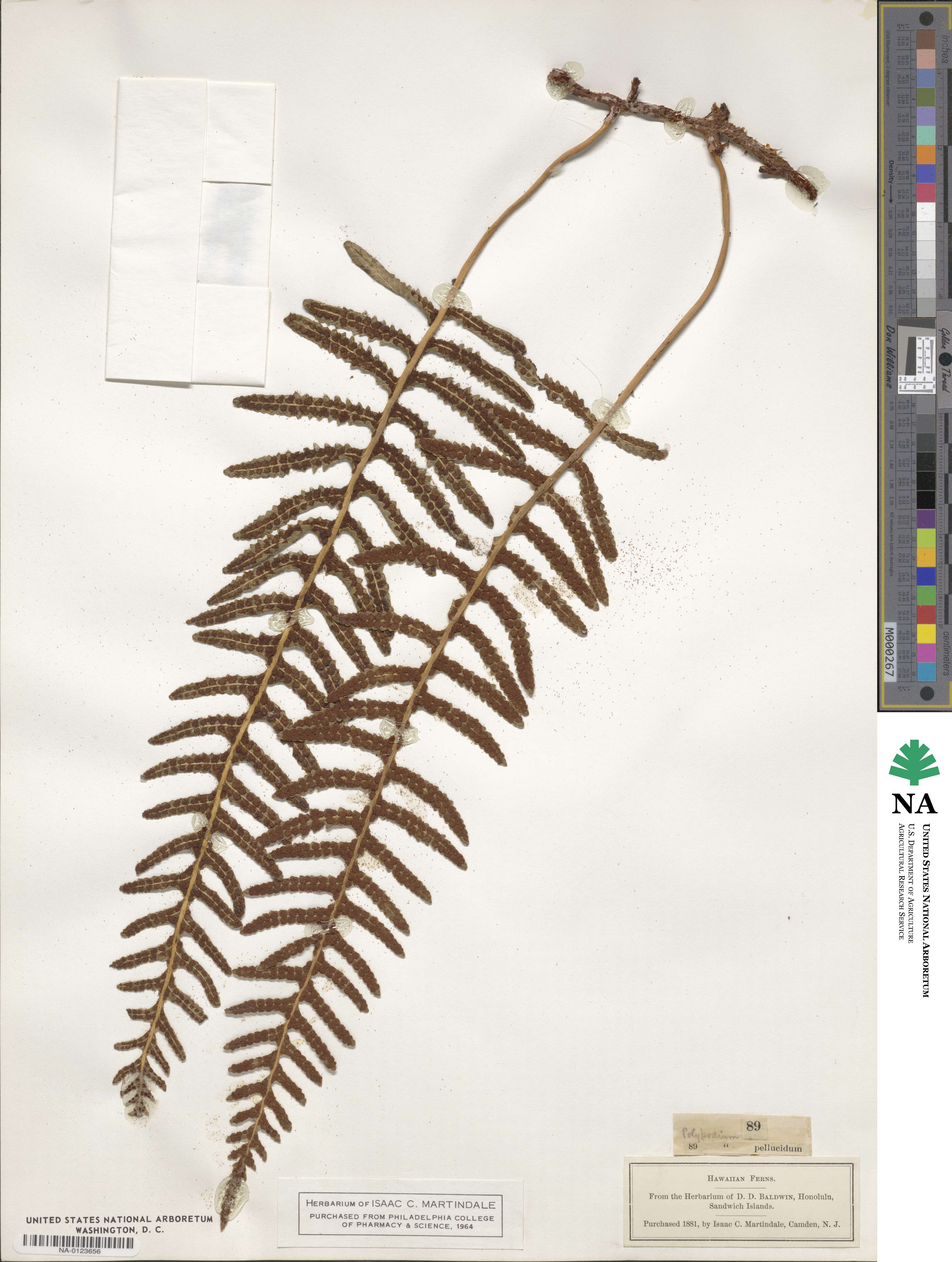 Polypodium pellucidum image