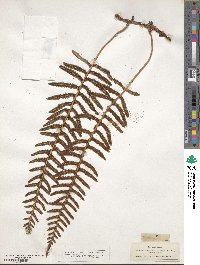 Polypodium pellucidum image