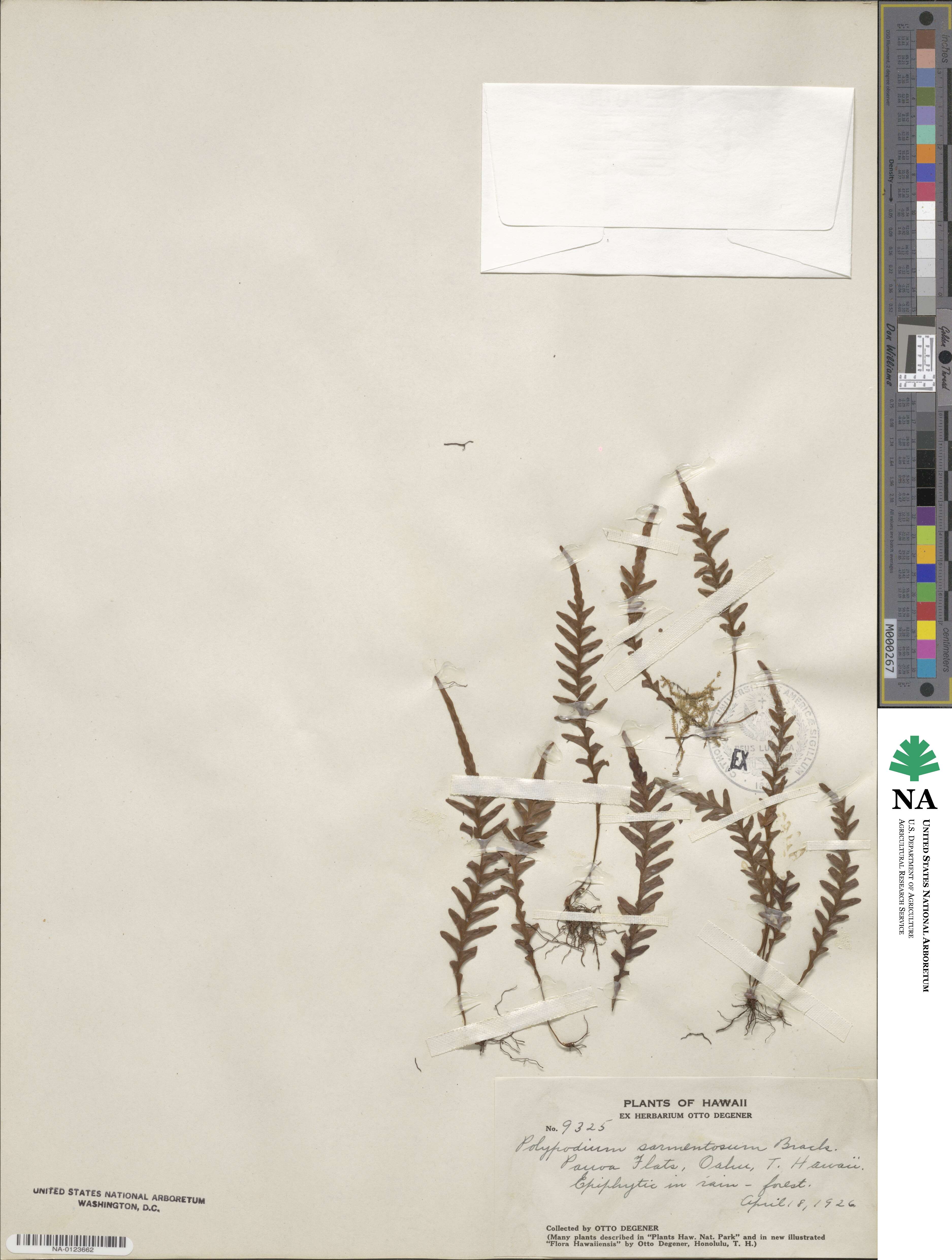 Polypodium sarmentosum image