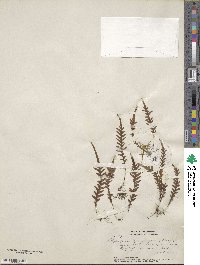 Polypodium sarmentosum image