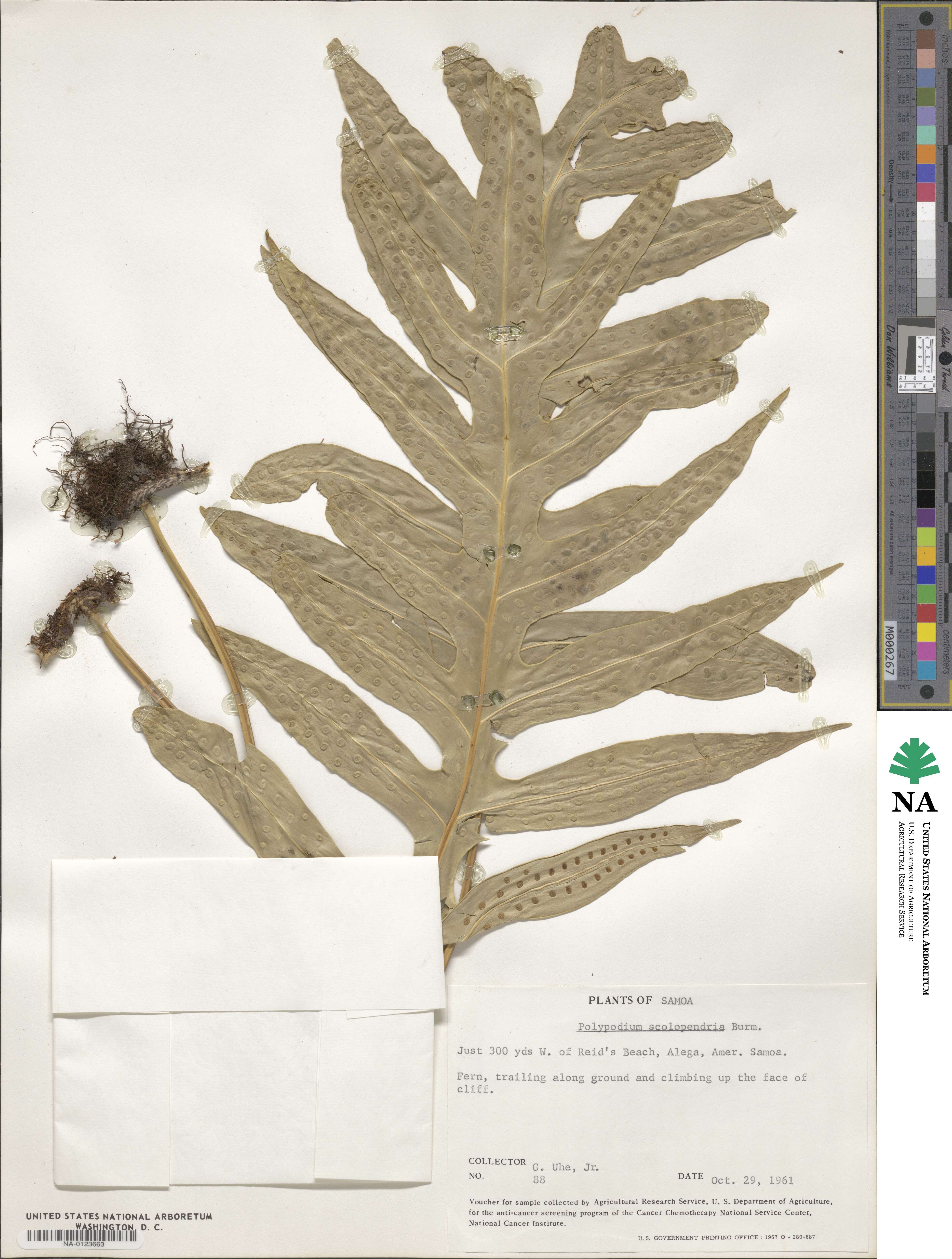 Phymatosorus scolopendria image