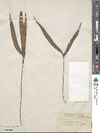 Polypodium palmatum image