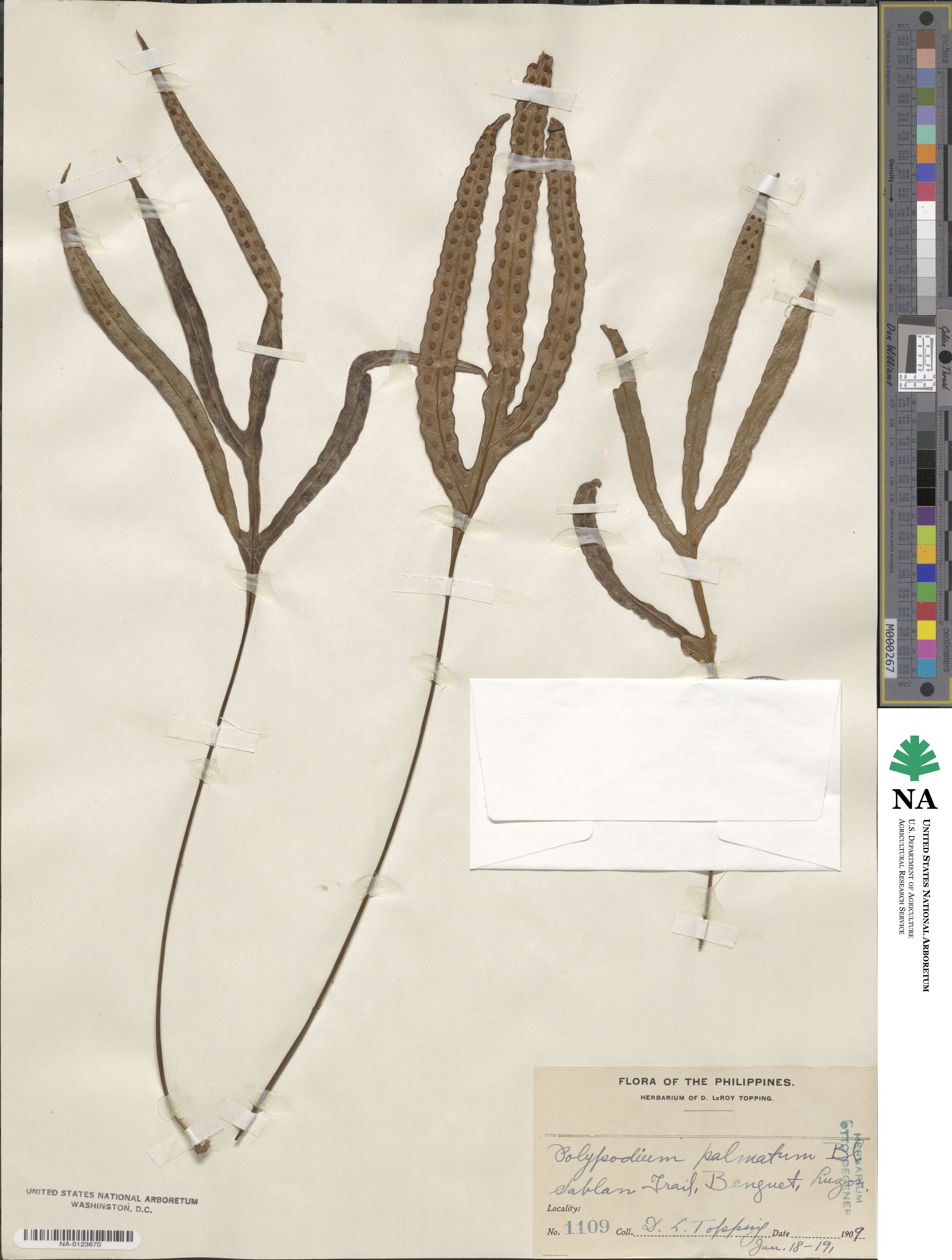 Polypodium palmatum image