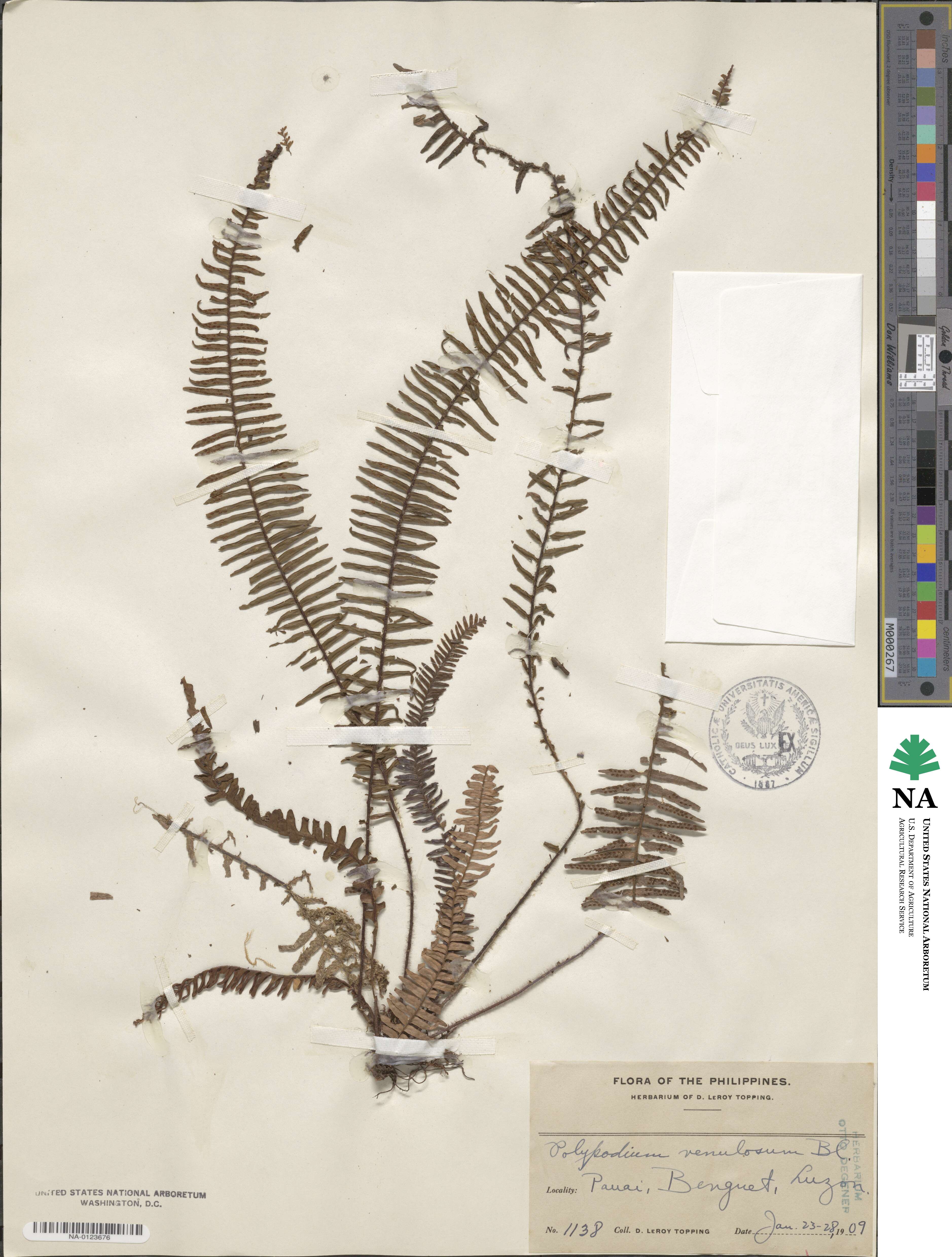 Polypodium venulosum image