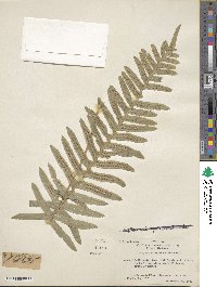 Polypodium californicum image