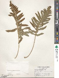 Polypodium californicum image