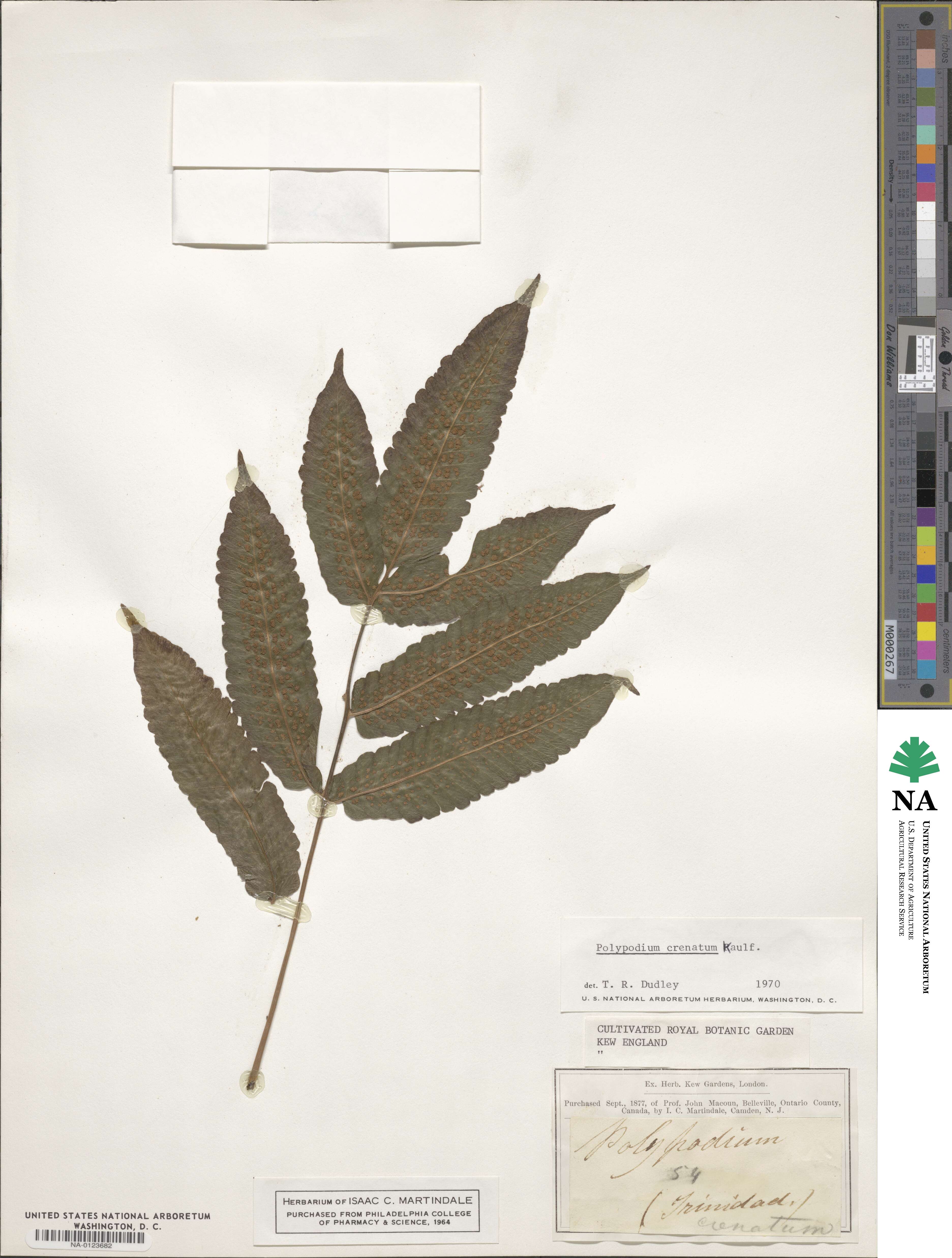 Polypodium crenatum image