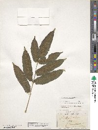 Polypodium crenatum image