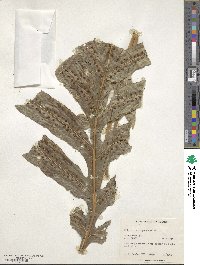 Microsorum membranifolium image