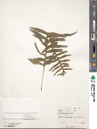 Polypodium plesiosorum image