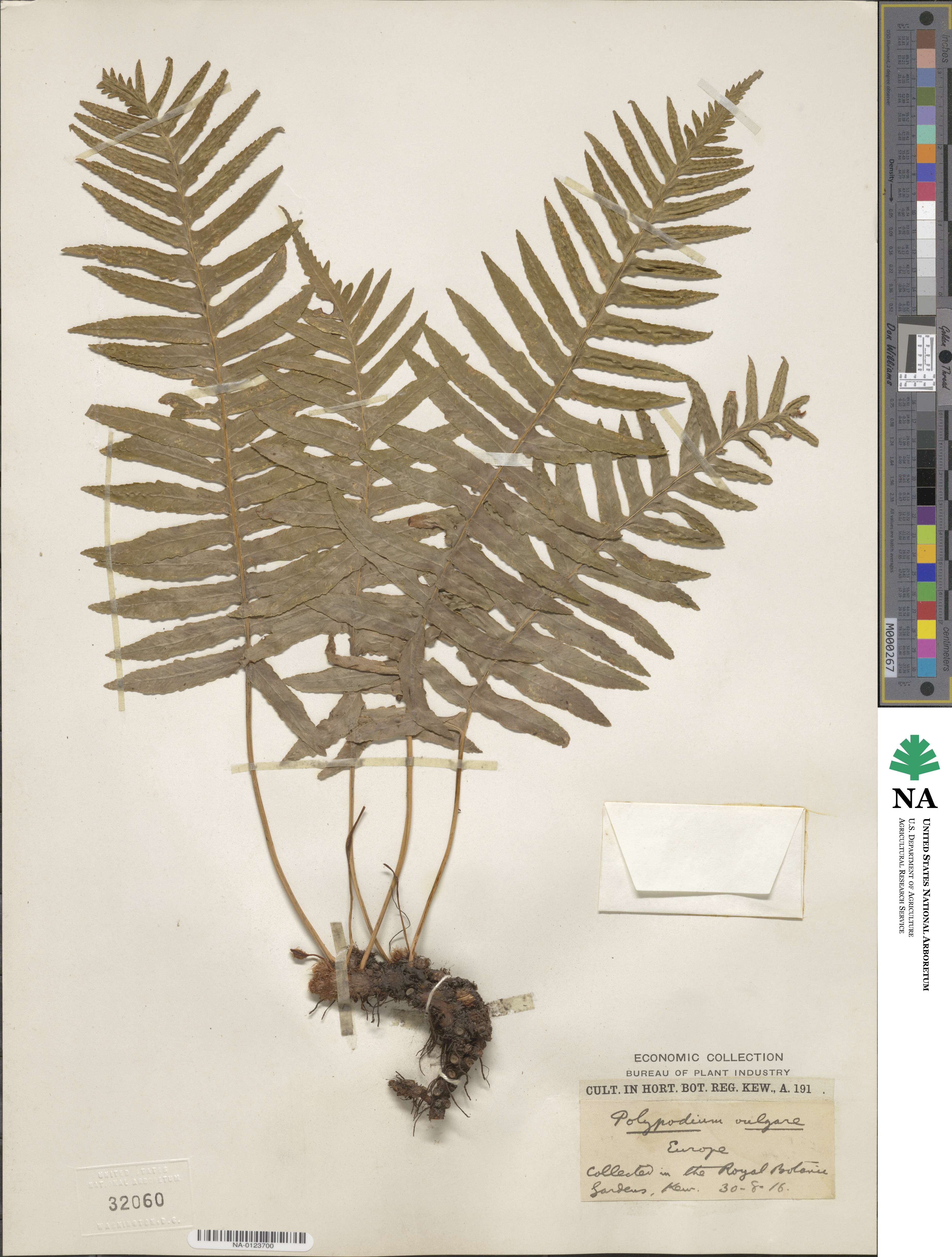 Polypodium vulgare image