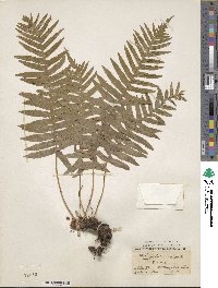 Polypodium vulgare image